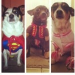 Chrissy Dogs