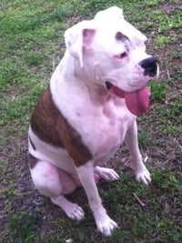 This is Ali, a boxer and bulldog mix